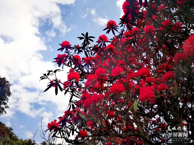曲靖东山，万亩杜鹃开正艳