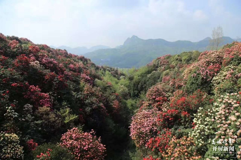 曲靖东山，万亩杜鹃开正艳