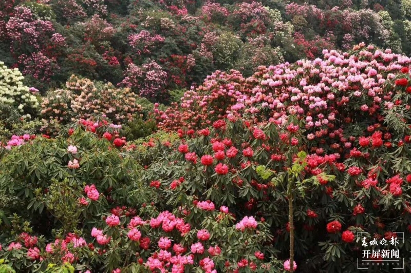 曲靖东山，万亩杜鹃开正艳
