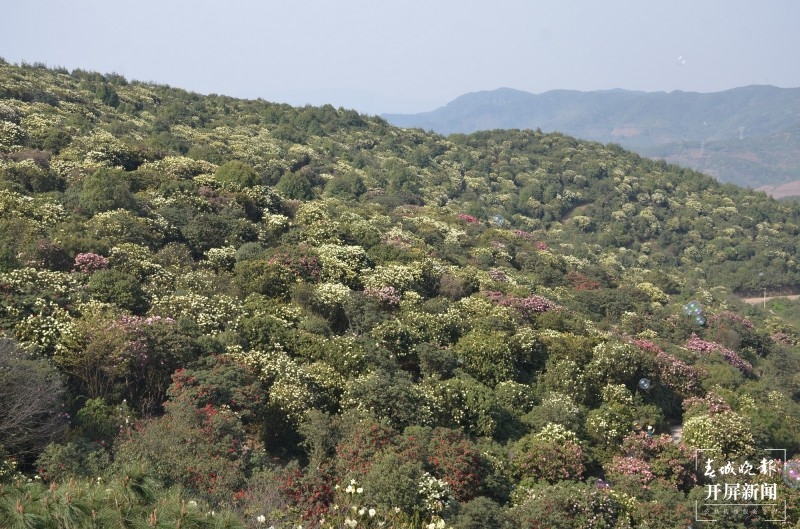 曲靖东山，万亩杜鹃开正艳