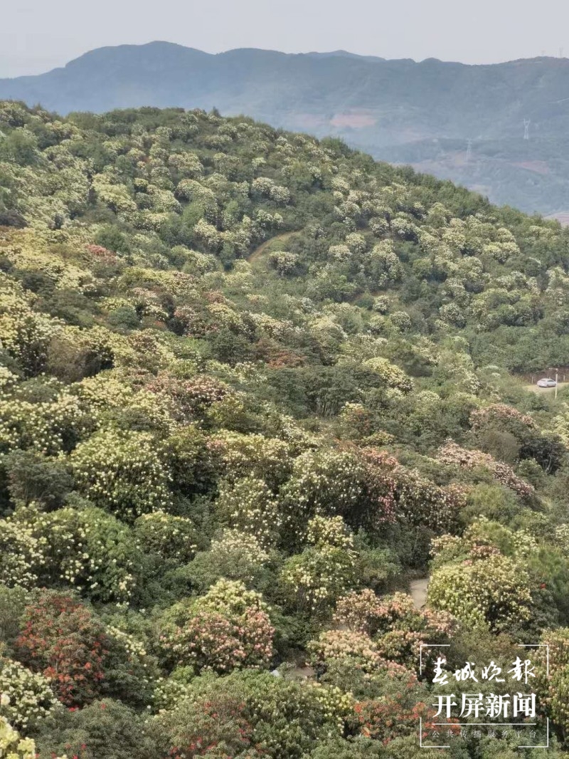 曲靖东山，万亩杜鹃开正艳