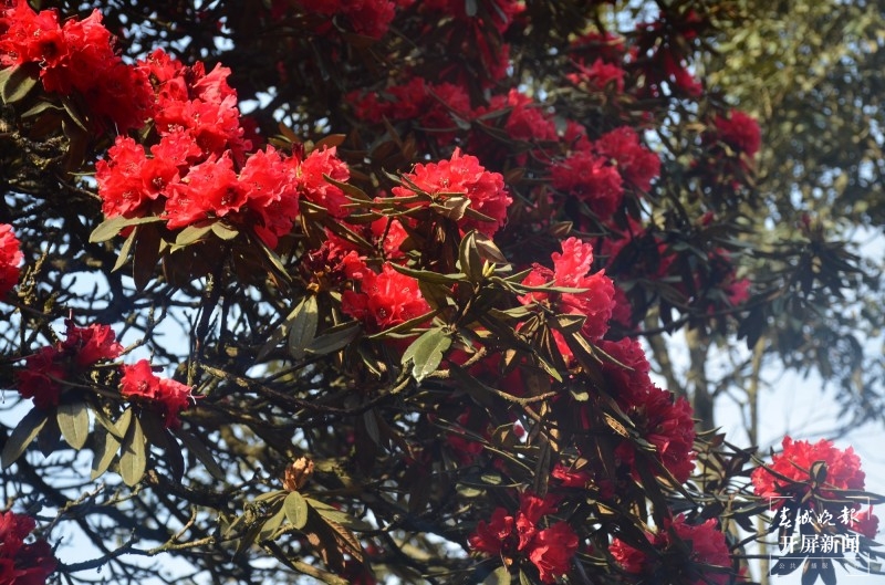 曲靖东山，万亩杜鹃开正艳