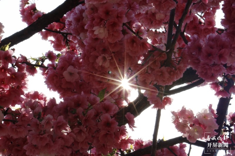 大理鸡足山下，樱花小镇等你来