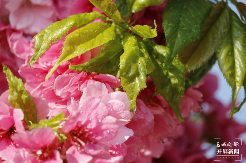 大理鸡足山下，樱花小镇等你来