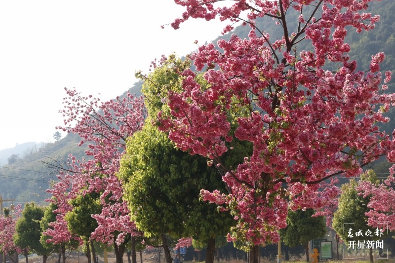 大理鸡足山下，樱花小镇等你来