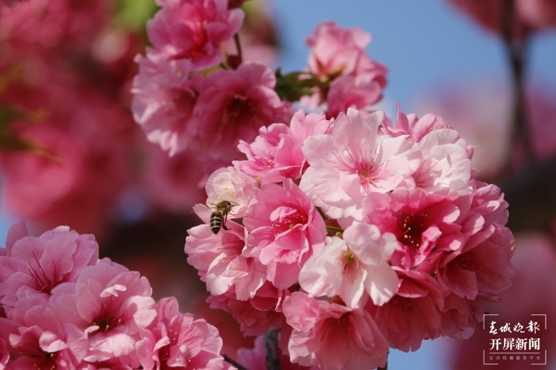 大理鸡足山下，樱花小镇等你来