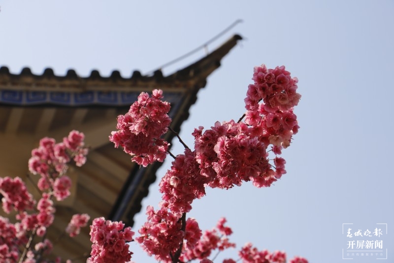 大理鸡足山下，樱花小镇等你来