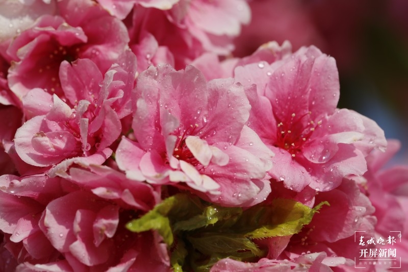 大理鸡足山下，樱花小镇等你来