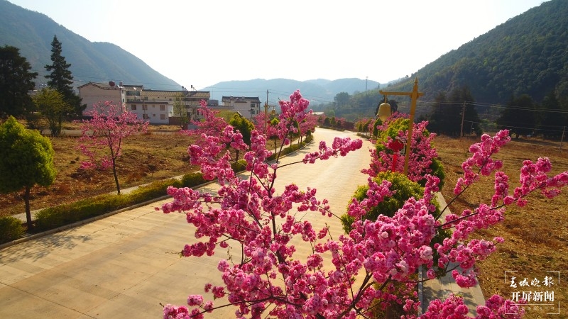 大理鸡足山下，樱花小镇等你来