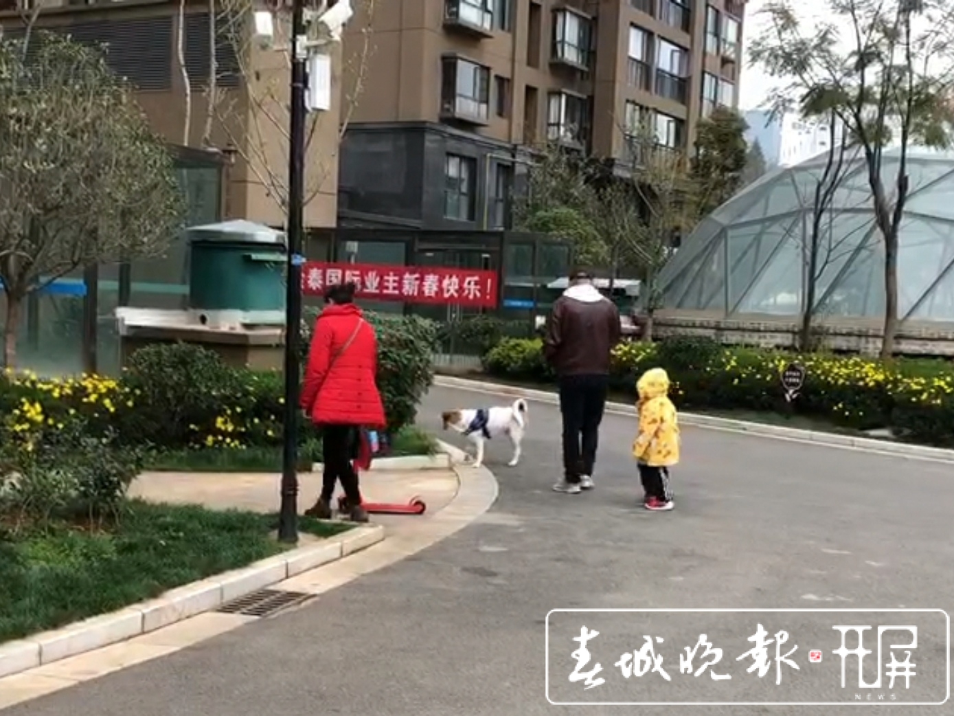 城市狗患！恶犬咋管？