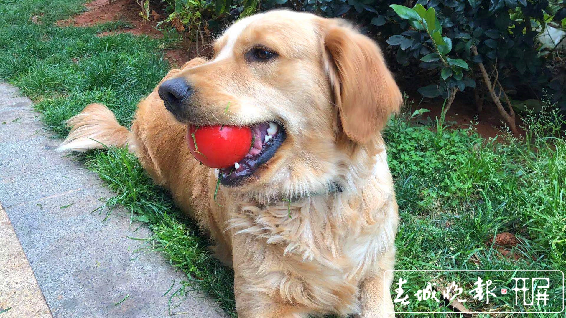 城市狗患！恶犬咋管？