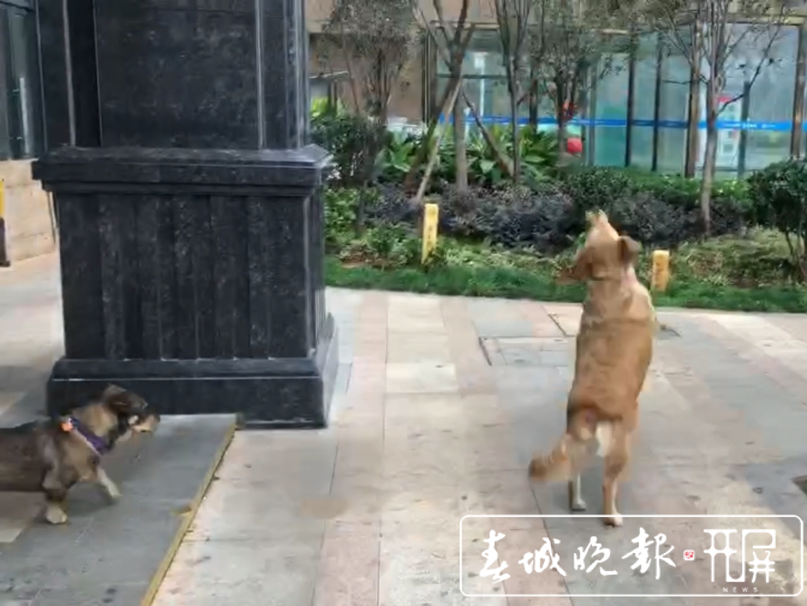 城市狗患！恶犬咋管？