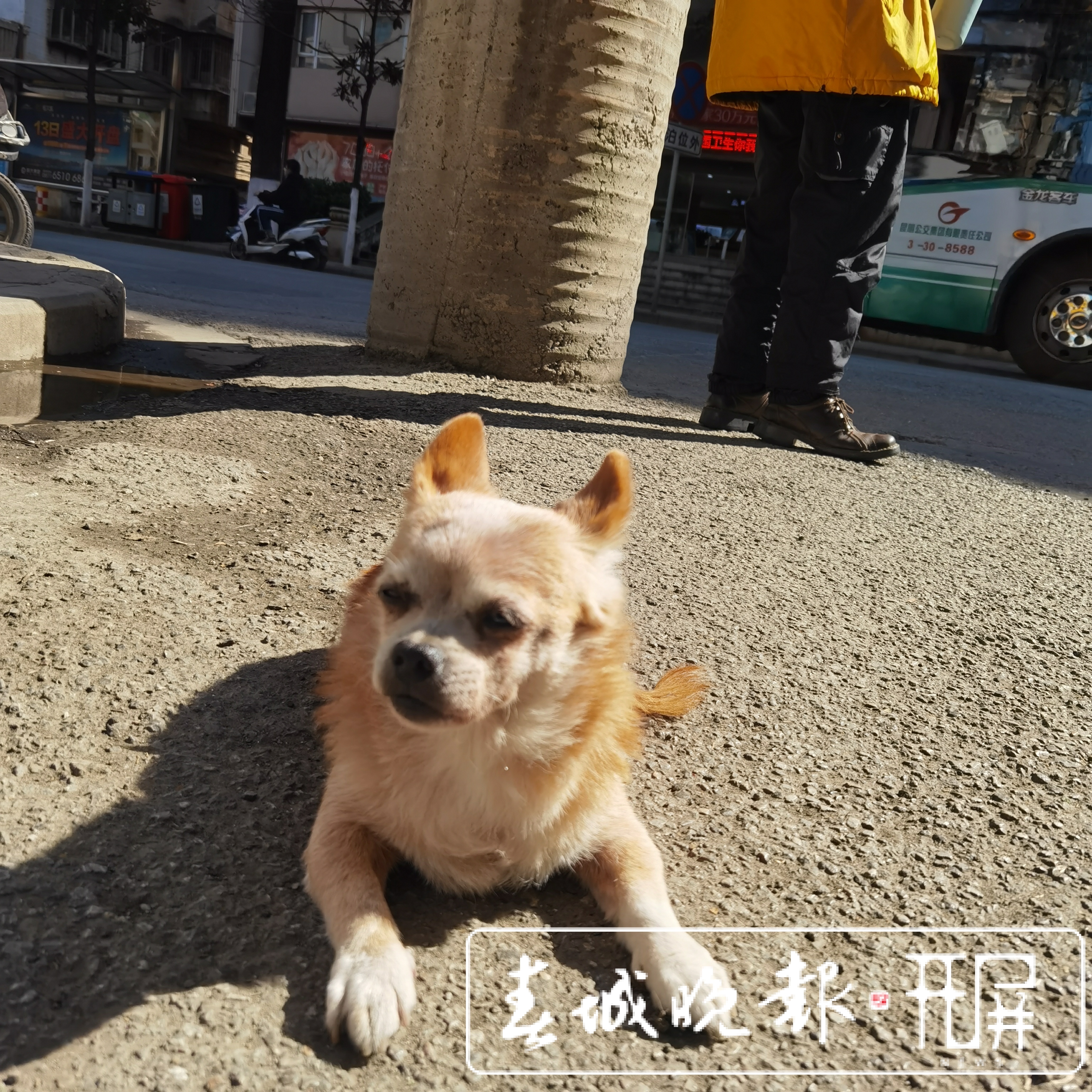 城市狗患！恶犬咋管？