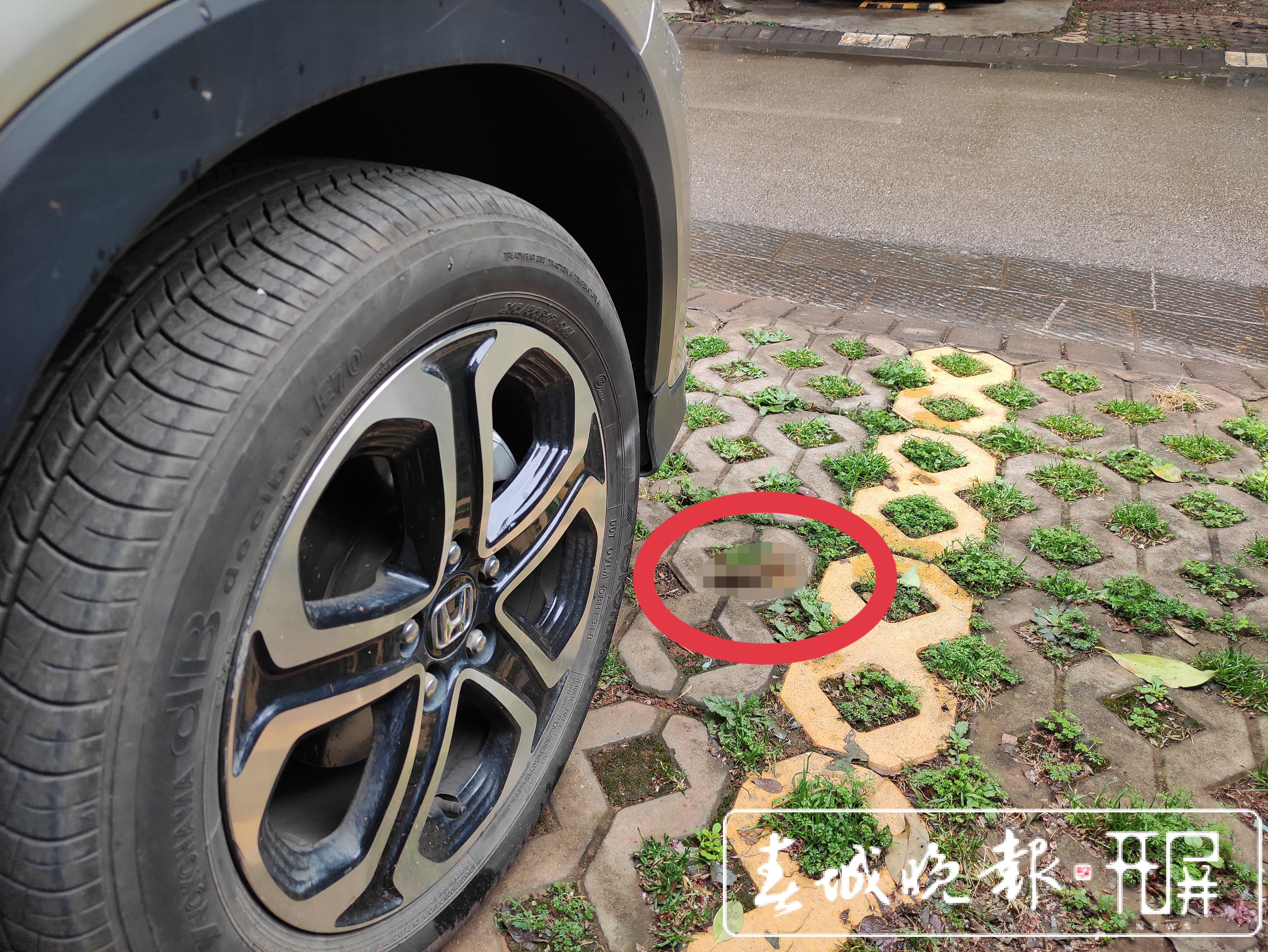 城市狗患！恶犬咋管？