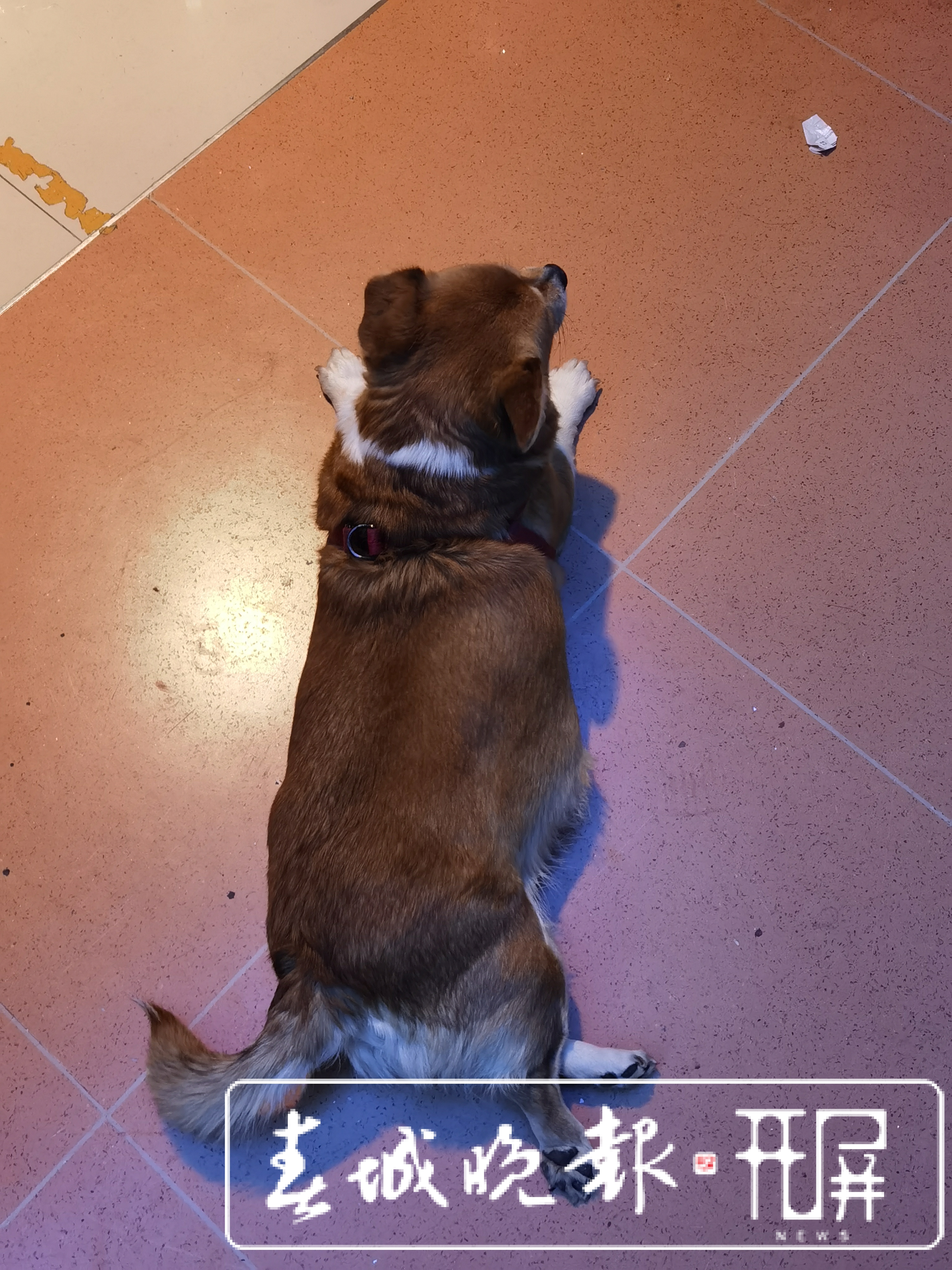 城市狗患！恶犬咋管？