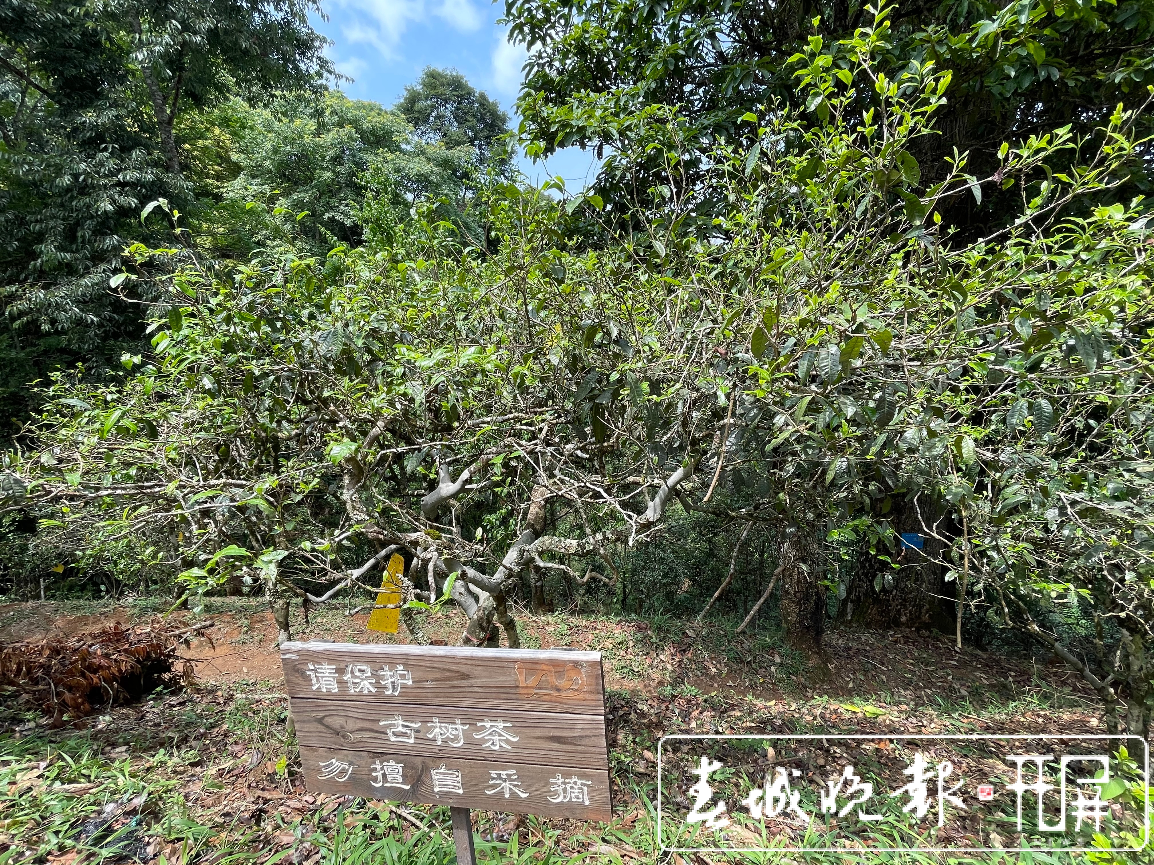 春茶系列报道6丨南糯山古树春茶产量高于去年，“一品一码”可精准溯源