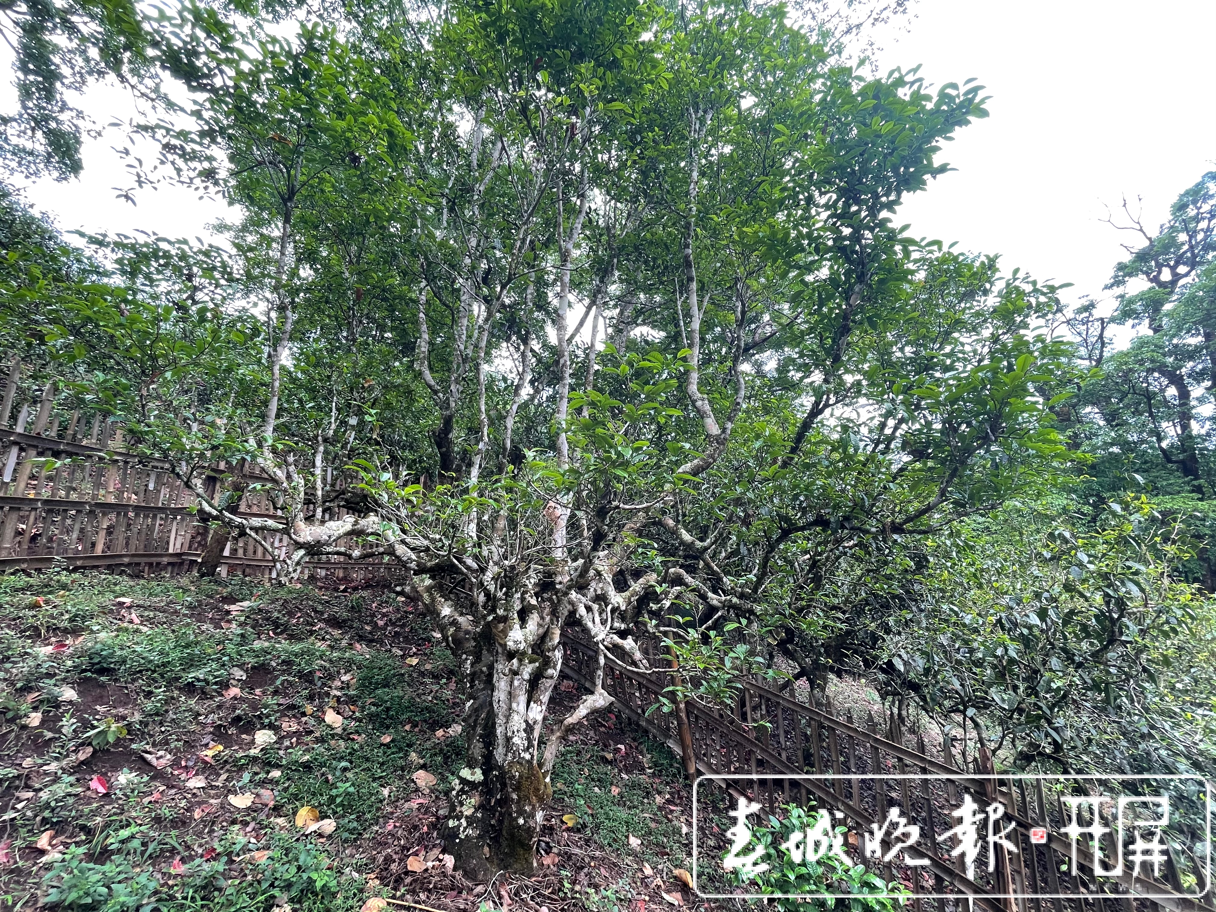 春茶系列报道6丨南糯山古树春茶产量高于去年，“一品一码”可精准溯源