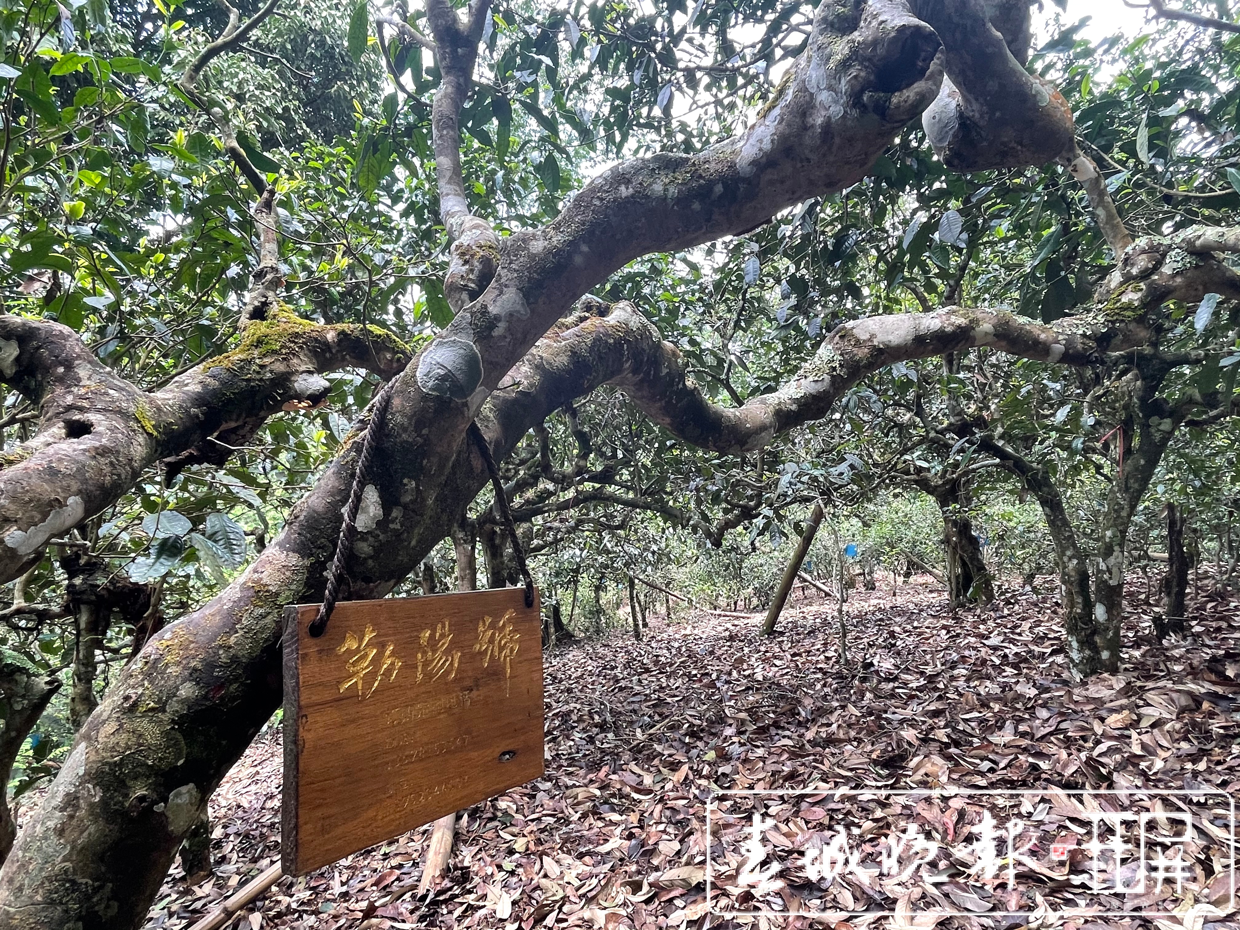 春茶系列报道6丨南糯山古树春茶产量高于去年，“一品一码”可精准溯源