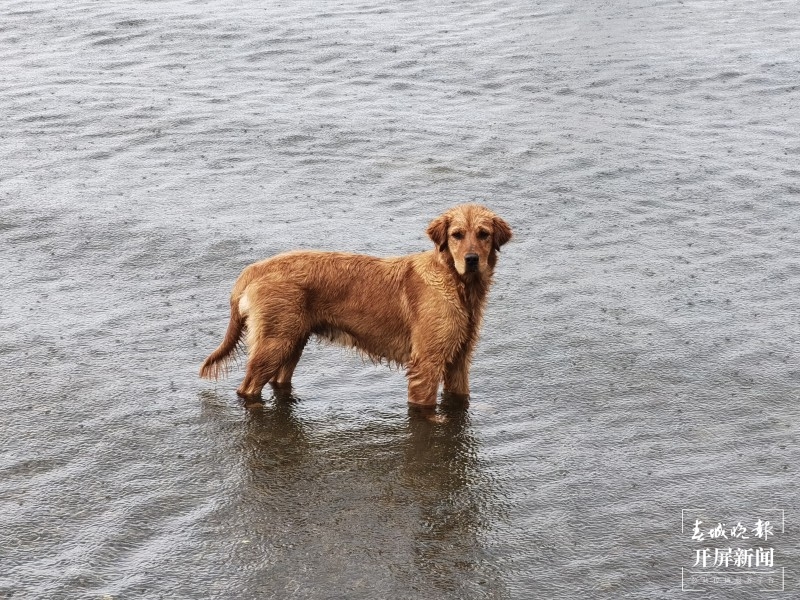 恶犬难治 费丹艺 摄