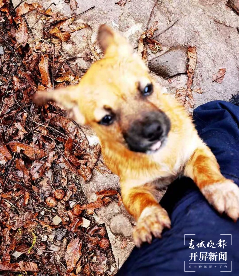 恶犬难治 费丹艺 摄