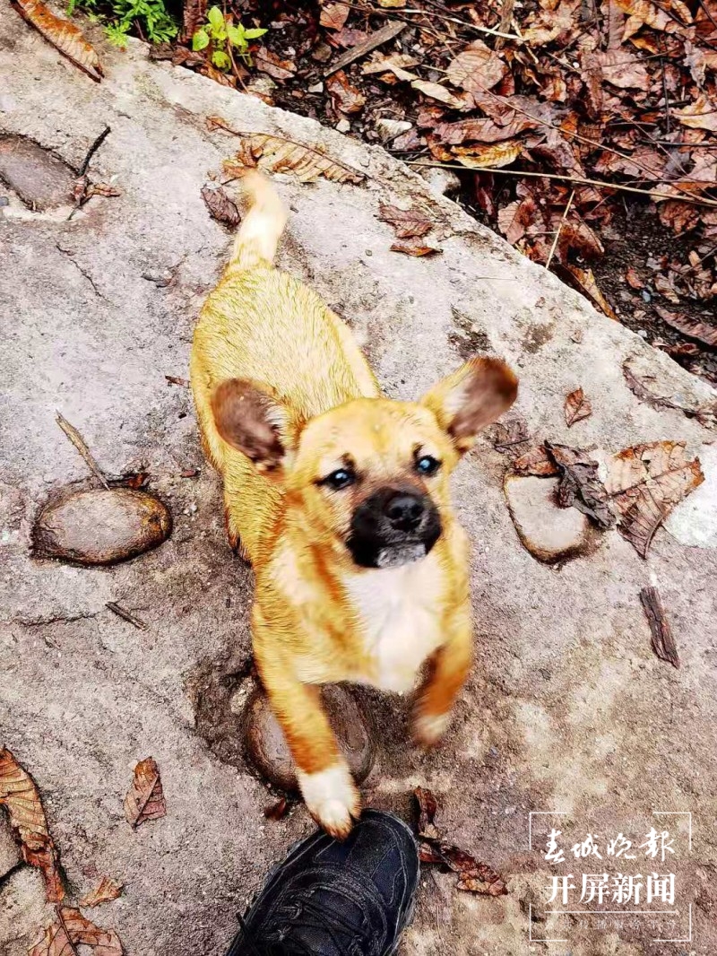 恶犬难治 费丹艺 摄