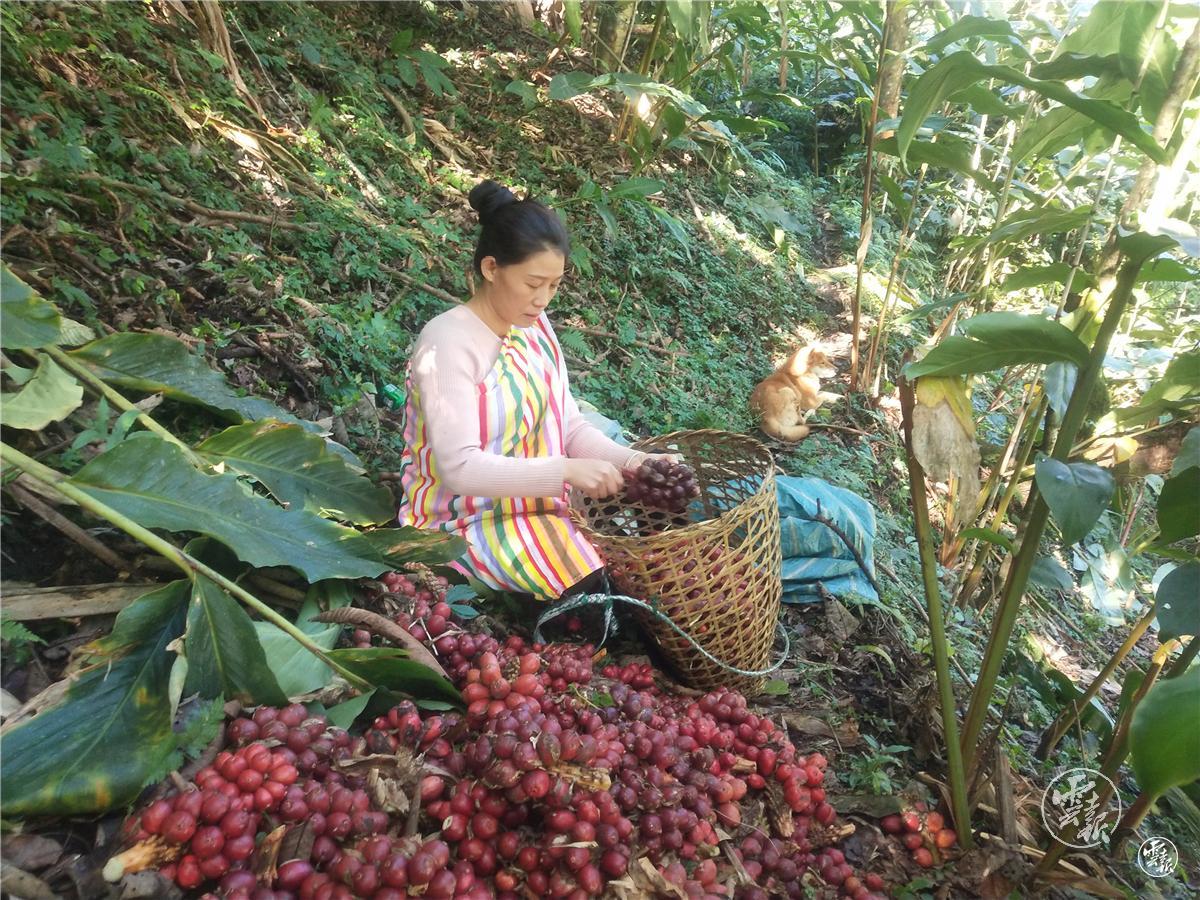 总书记给独龙江乡亲们回信两周年 如今，这里生活怎么样？