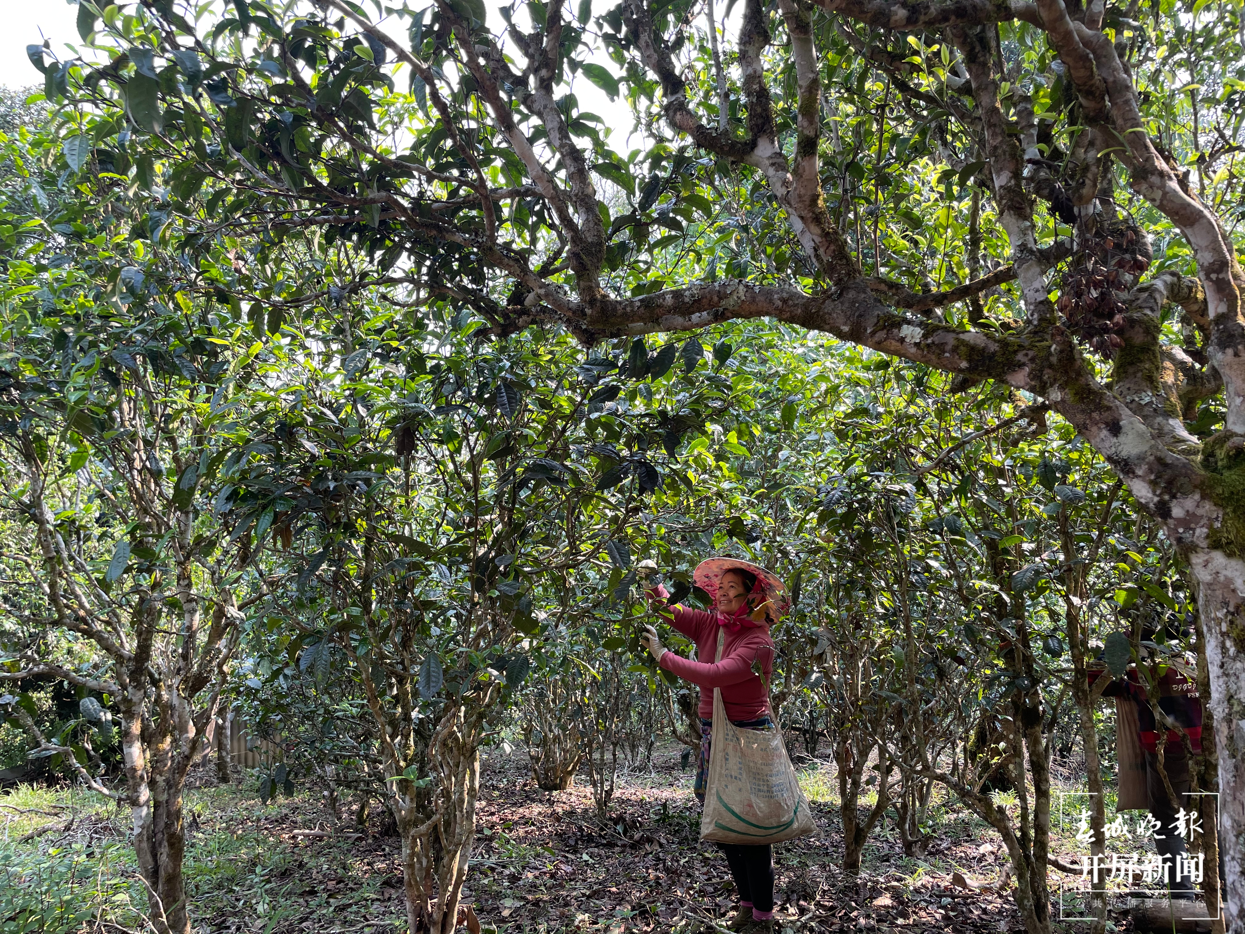 春茶系列报道7丨一山一味保证品质，老班章古树茶每公斤约18000元