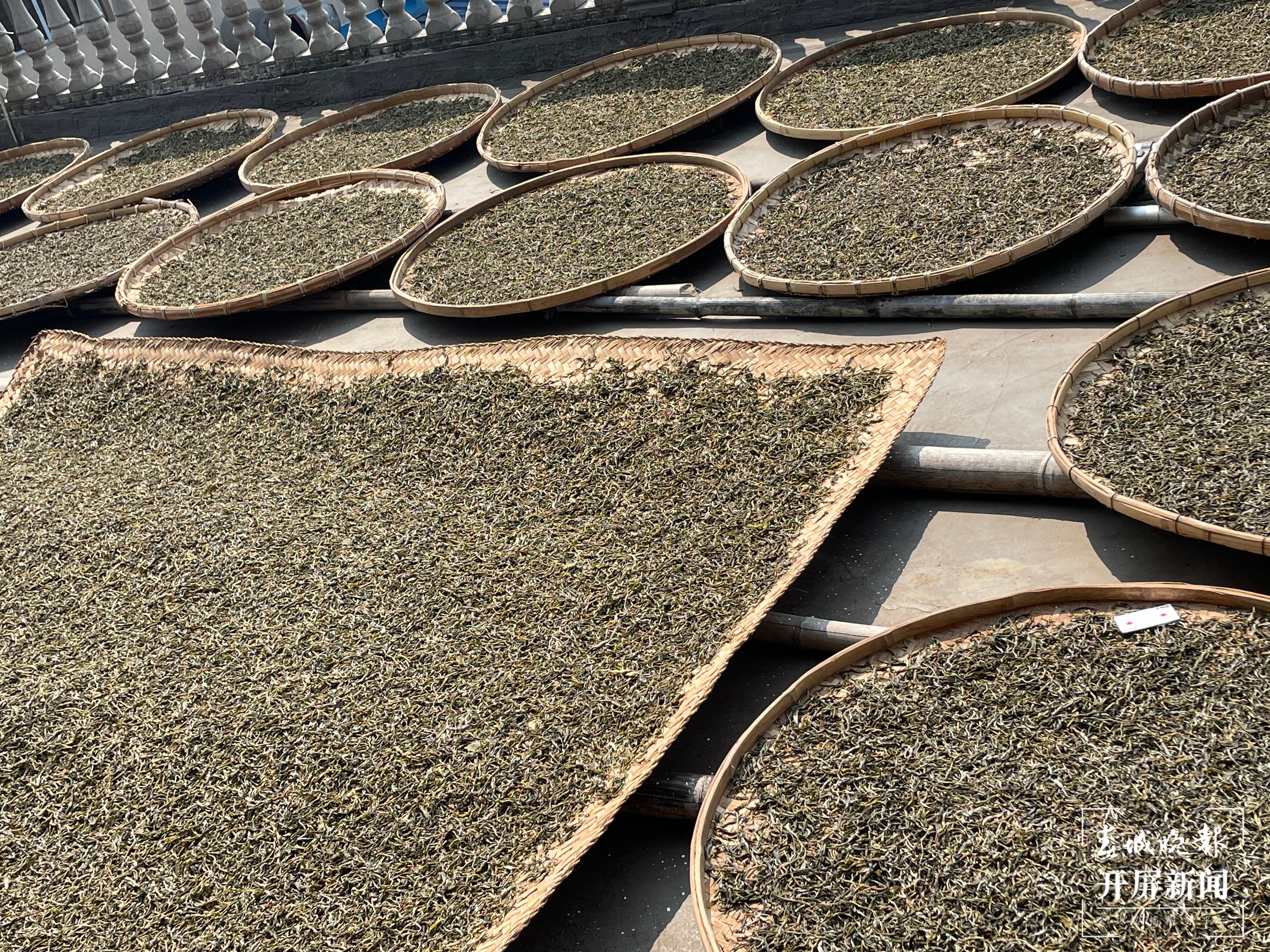 春茶系列报道7丨一山一味保证品质，老班章古树茶每公斤约18000元