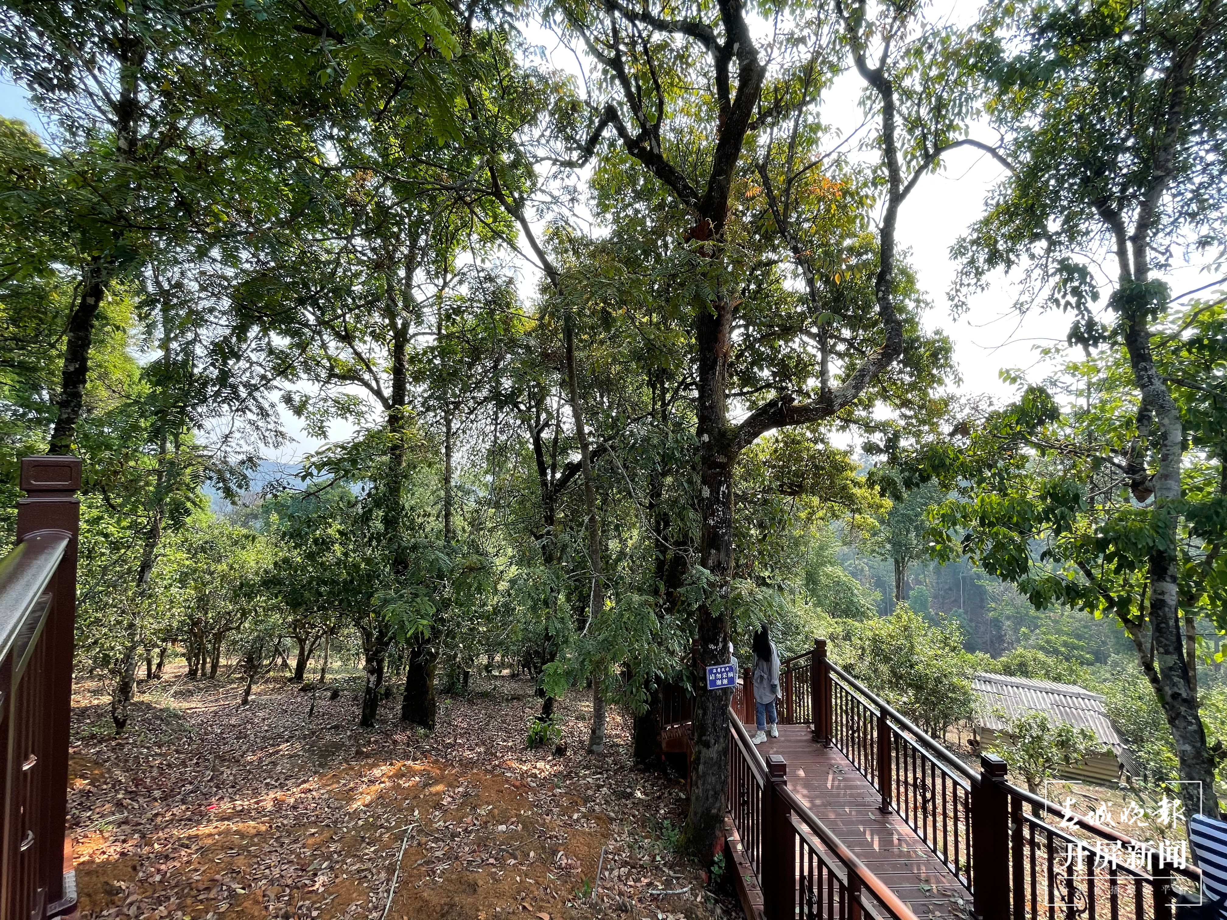 春茶系列报道7丨一山一味保证品质，老班章古树茶每公斤约18000元