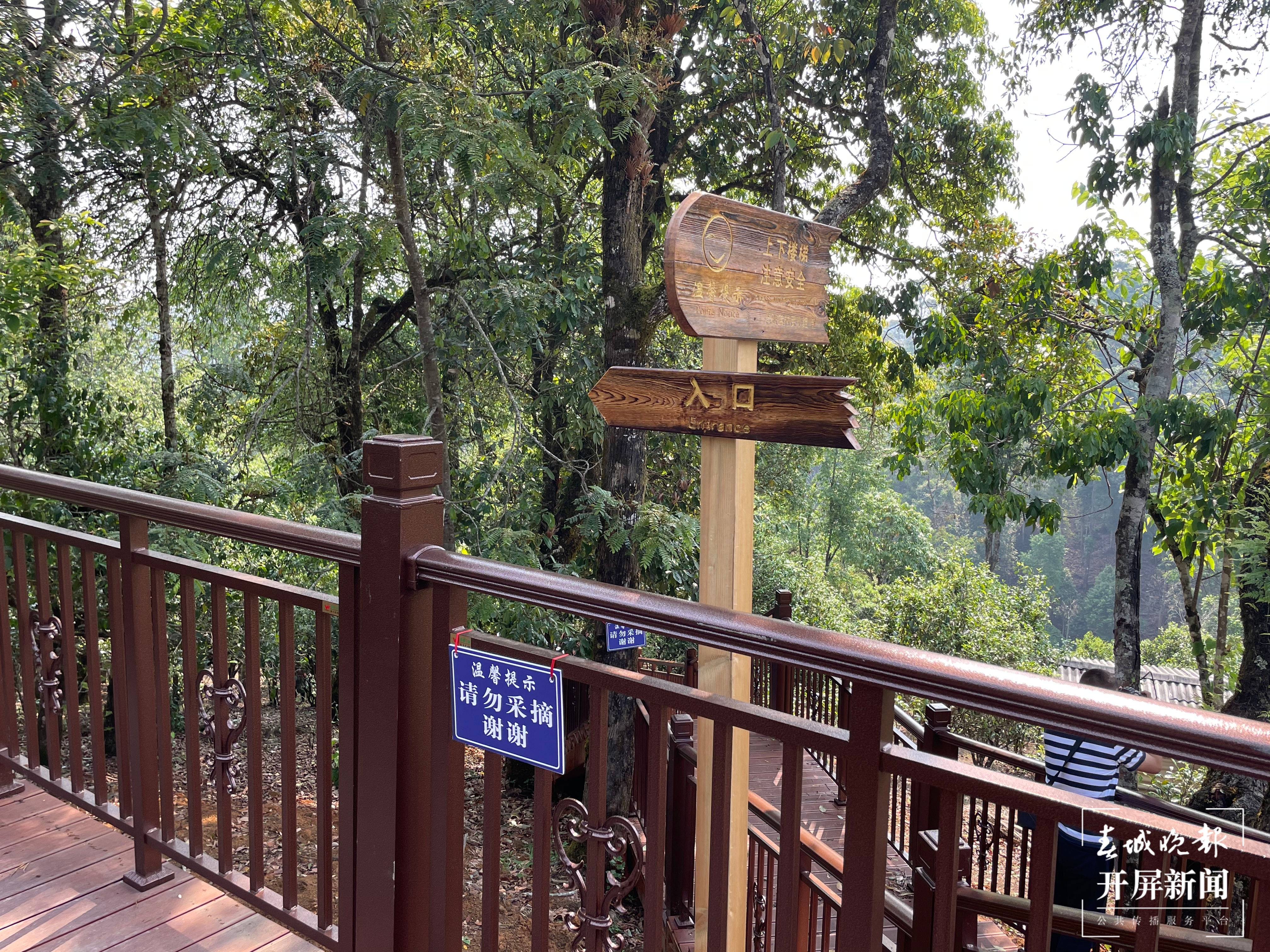 春茶系列报道7丨一山一味保证品质，老班章古树茶每公斤约18000元