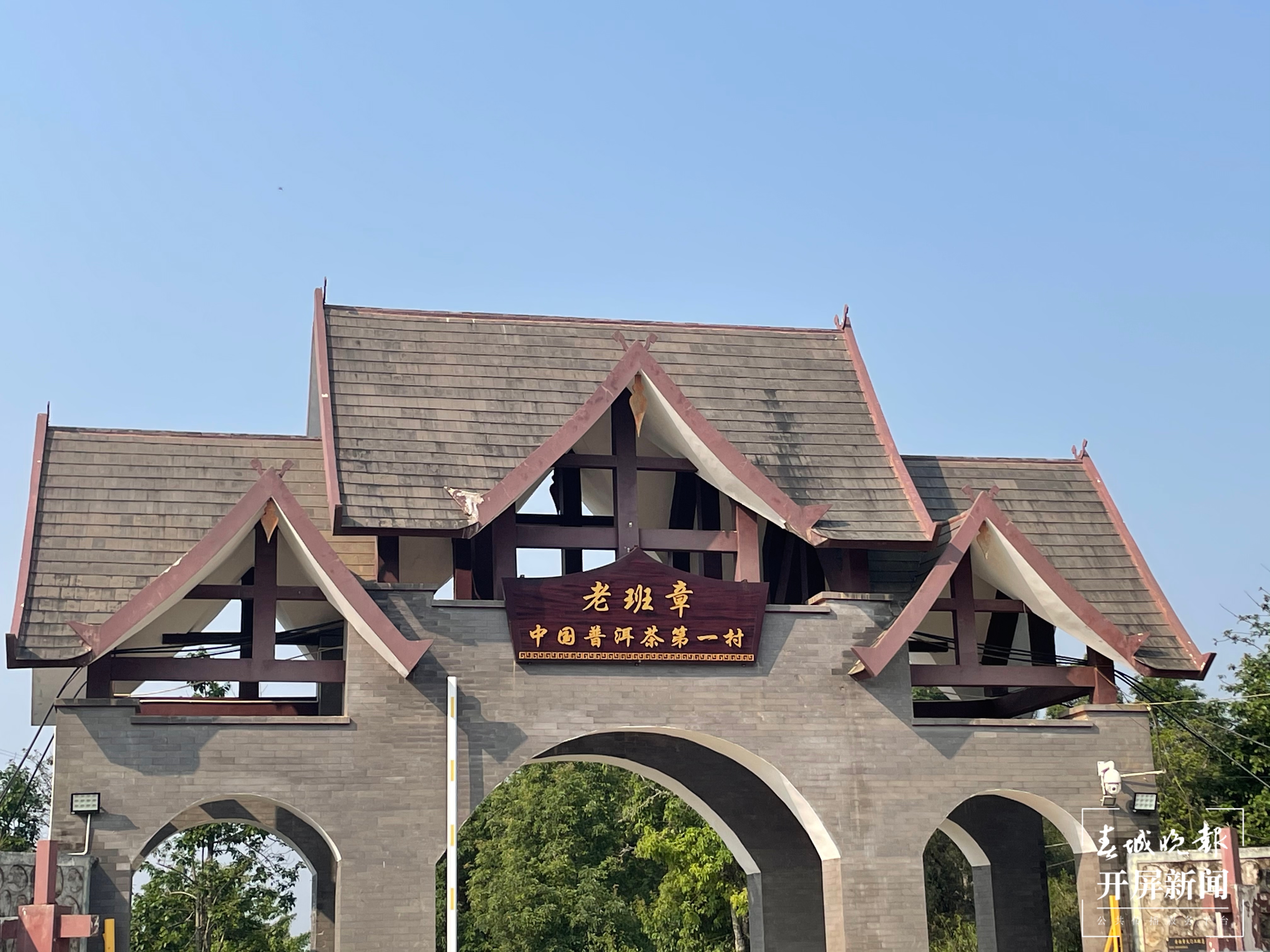 春茶系列报道7丨一山一味保证品质，老班章古树茶每公斤约18000元