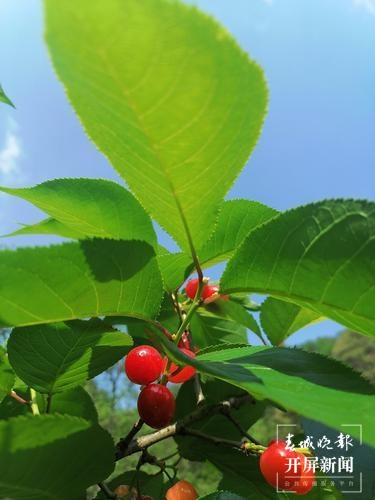 宜良米户“红玛瑙”樱桃（记者 罗宗伟）