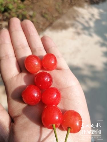 宜良米户“红玛瑙”樱桃（记者 罗宗伟）