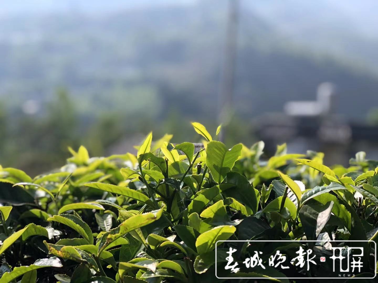 临沧凤庆这颗3200年的古茶树，专家建议今年采摘鲜叶不超过30公斤