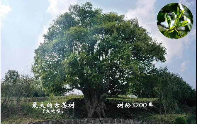 刷新成交价纪录！竞价次数超过49次，临沧10公斤茶青采摘权拍出1068万！