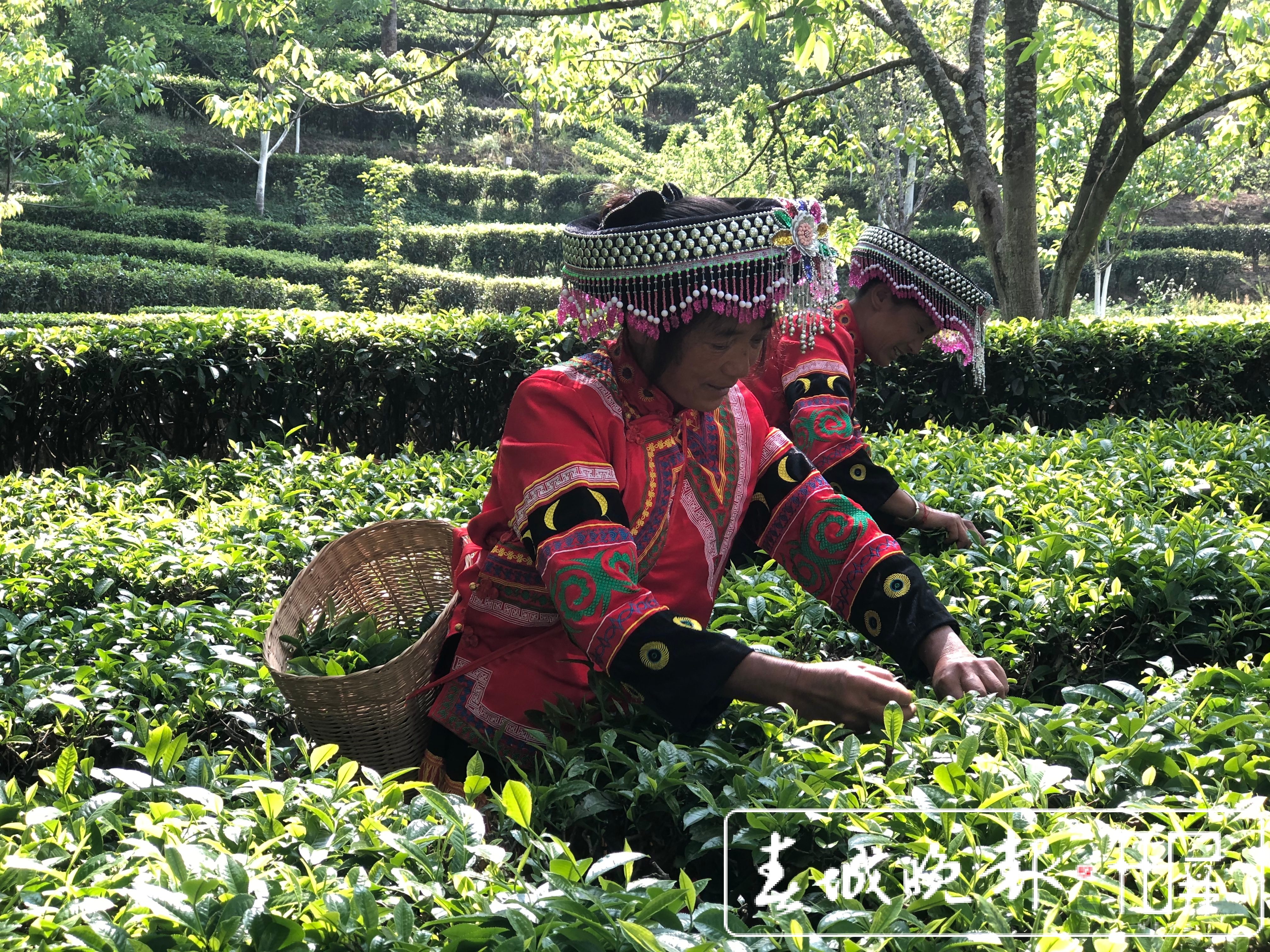 春茶系列报道8｜茶旅融合，带动“滇红第一村”一年增收800万元