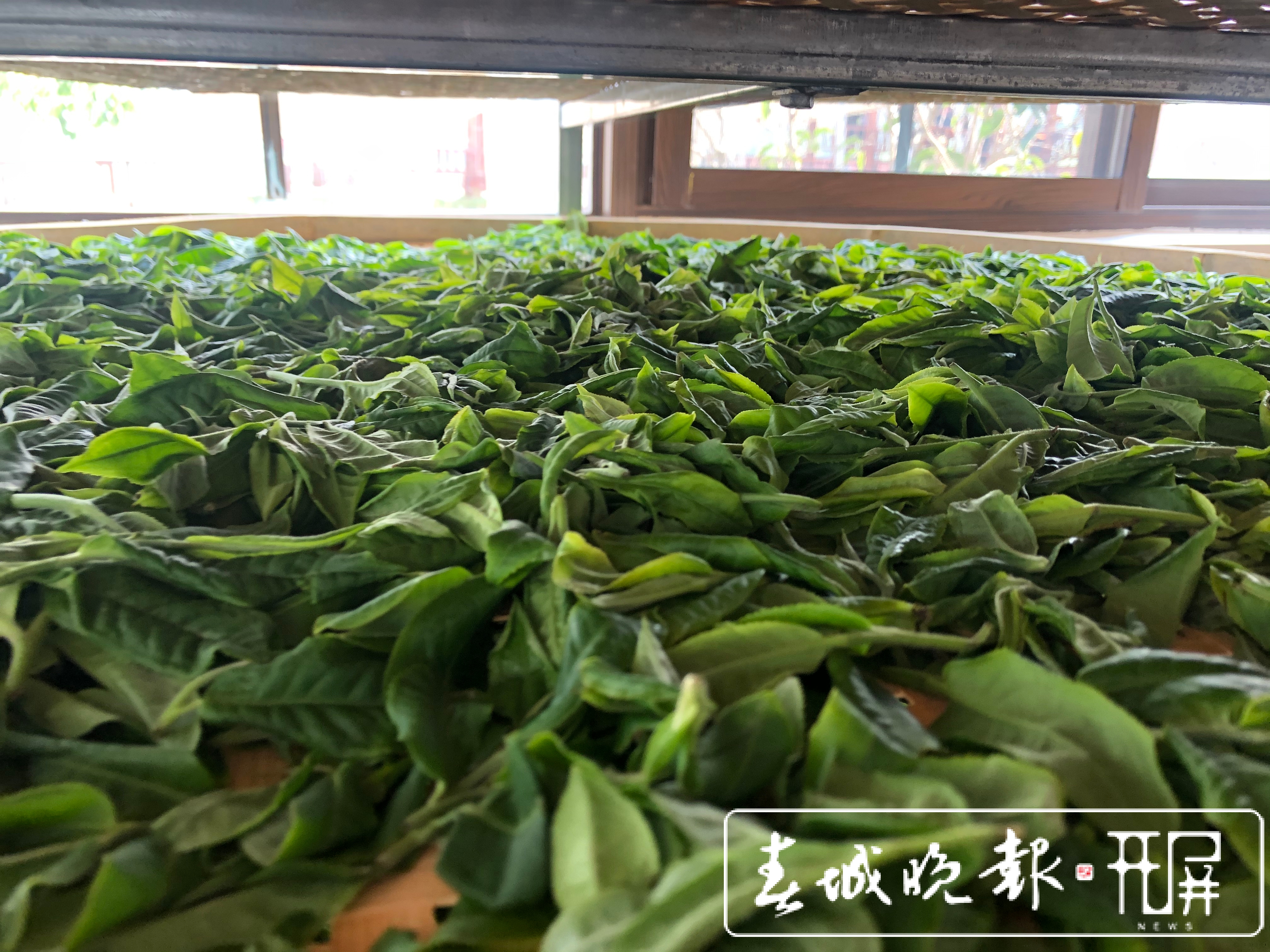 春茶系列报道8｜茶旅融合，带动“滇红第一村”一年增收800万元