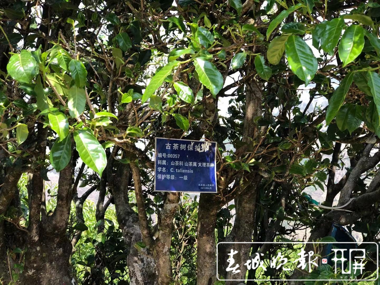 春茶系列报道8｜茶旅融合，带动“滇红第一村”一年增收800万元