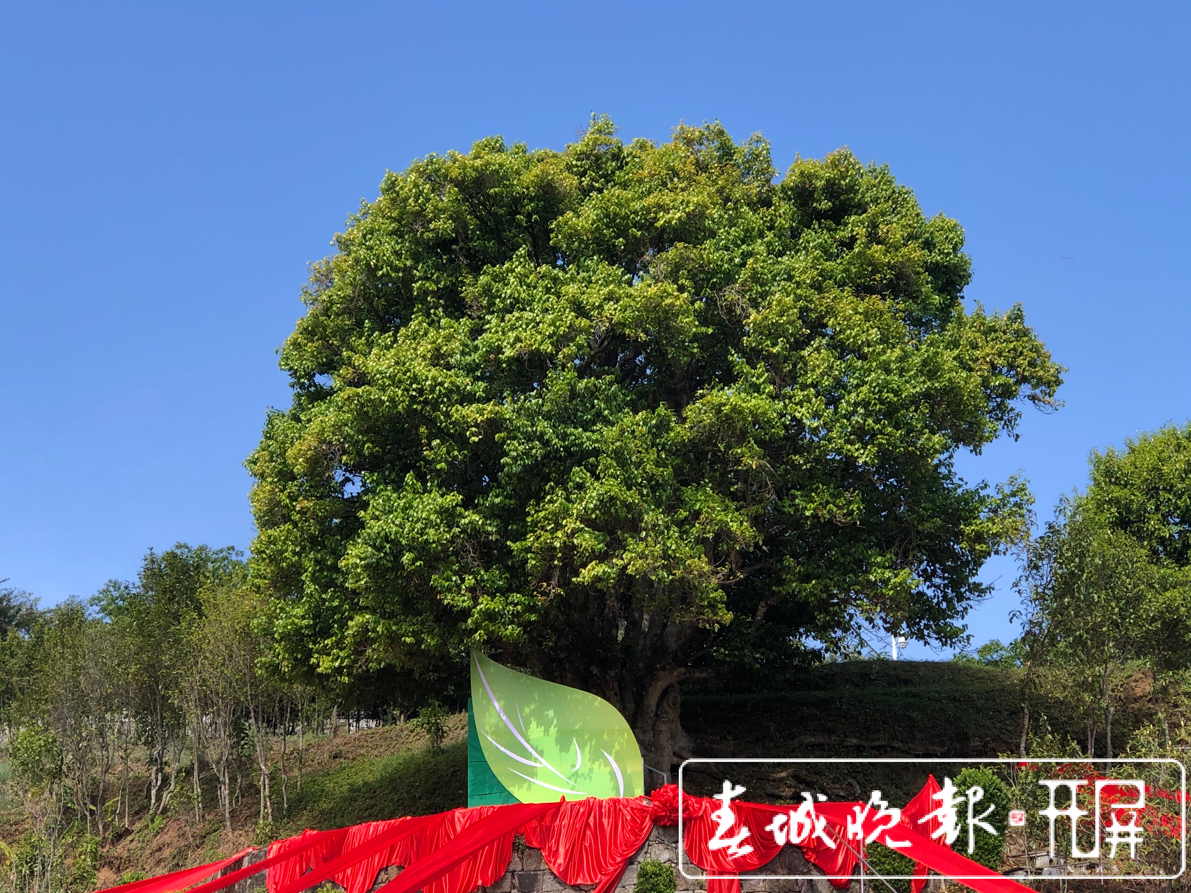 春茶系列报道8｜茶旅融合，带动“滇红第一村”一年增收800万元