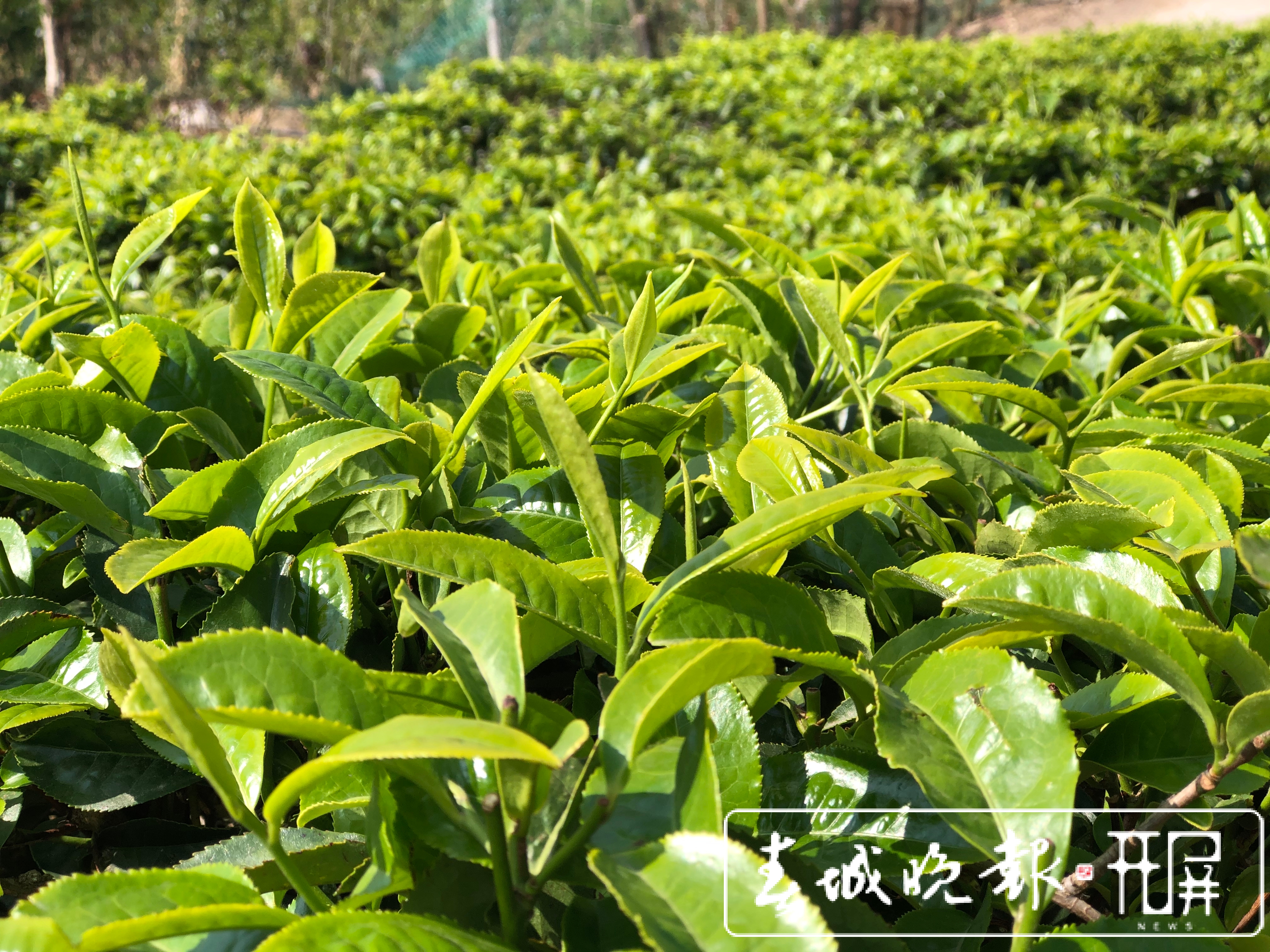 春茶系列报道8｜茶旅融合，带动“滇红第一村”一年增收800万元