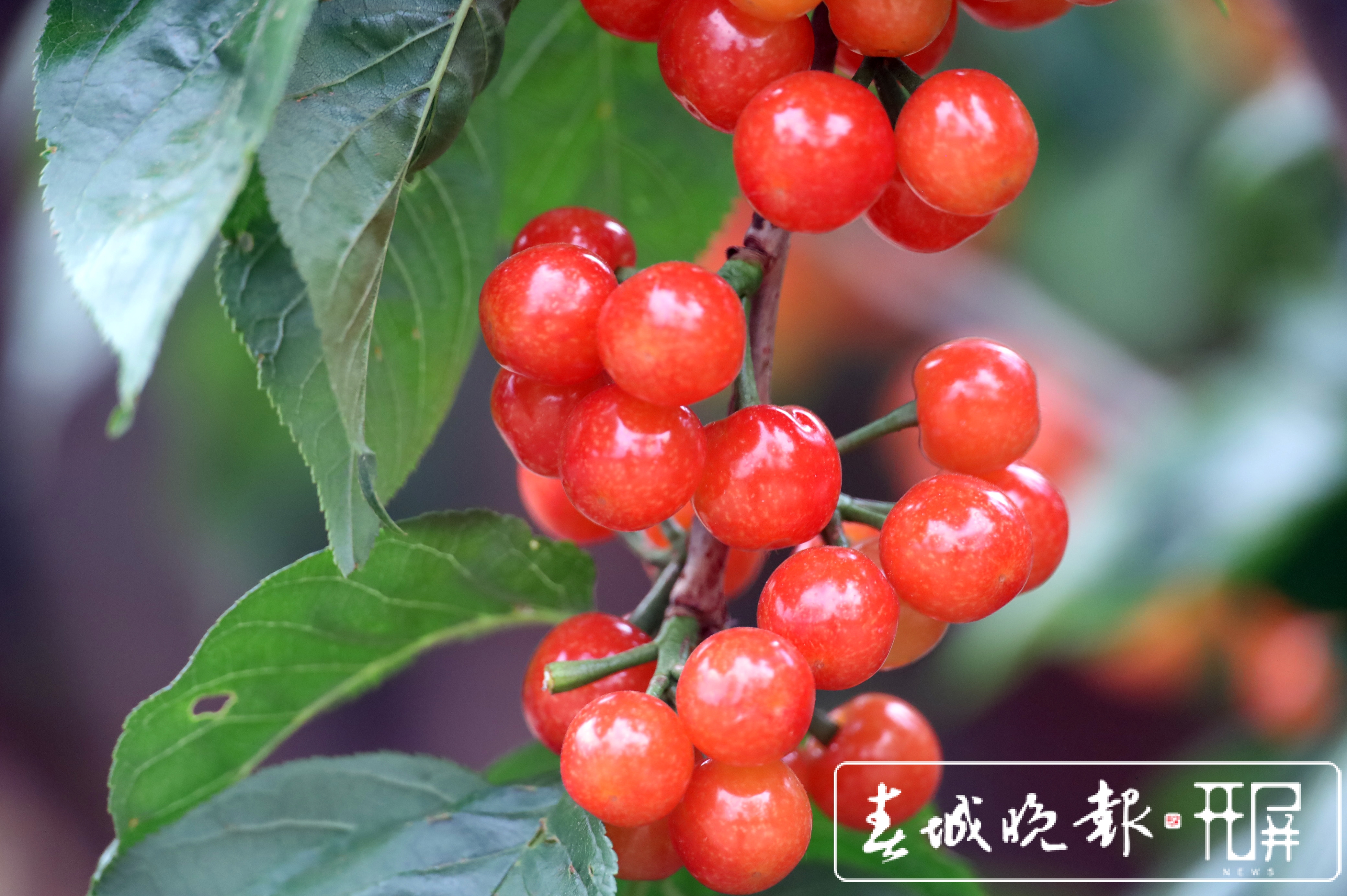 富民樱桃熟了！樱桃节17日开幕（记者 张田睿 文 富民县融媒体中心供图）
