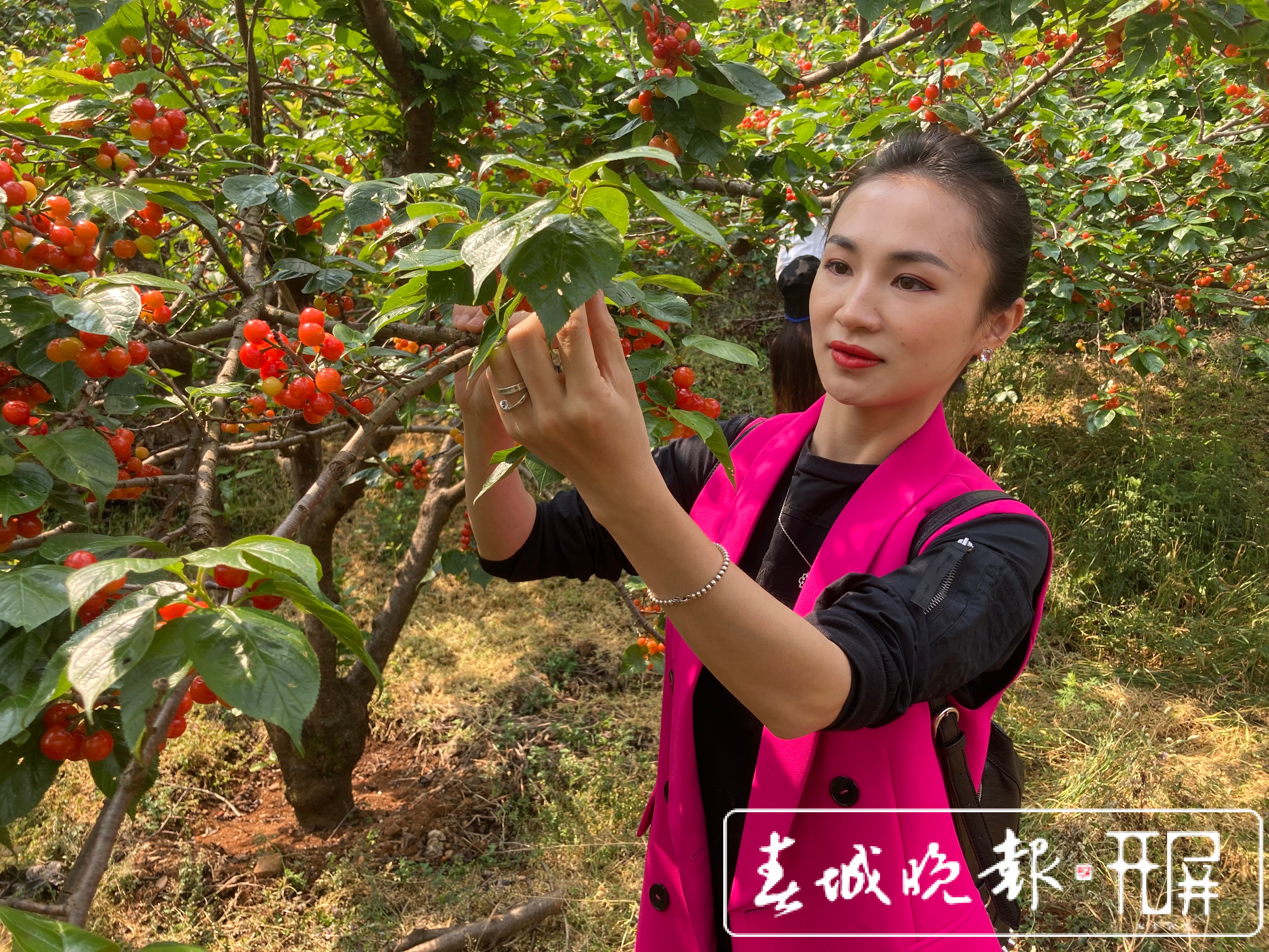 富民樱桃熟了！樱桃节17日开幕（记者 张田睿 文 富民县融媒体中心供图）