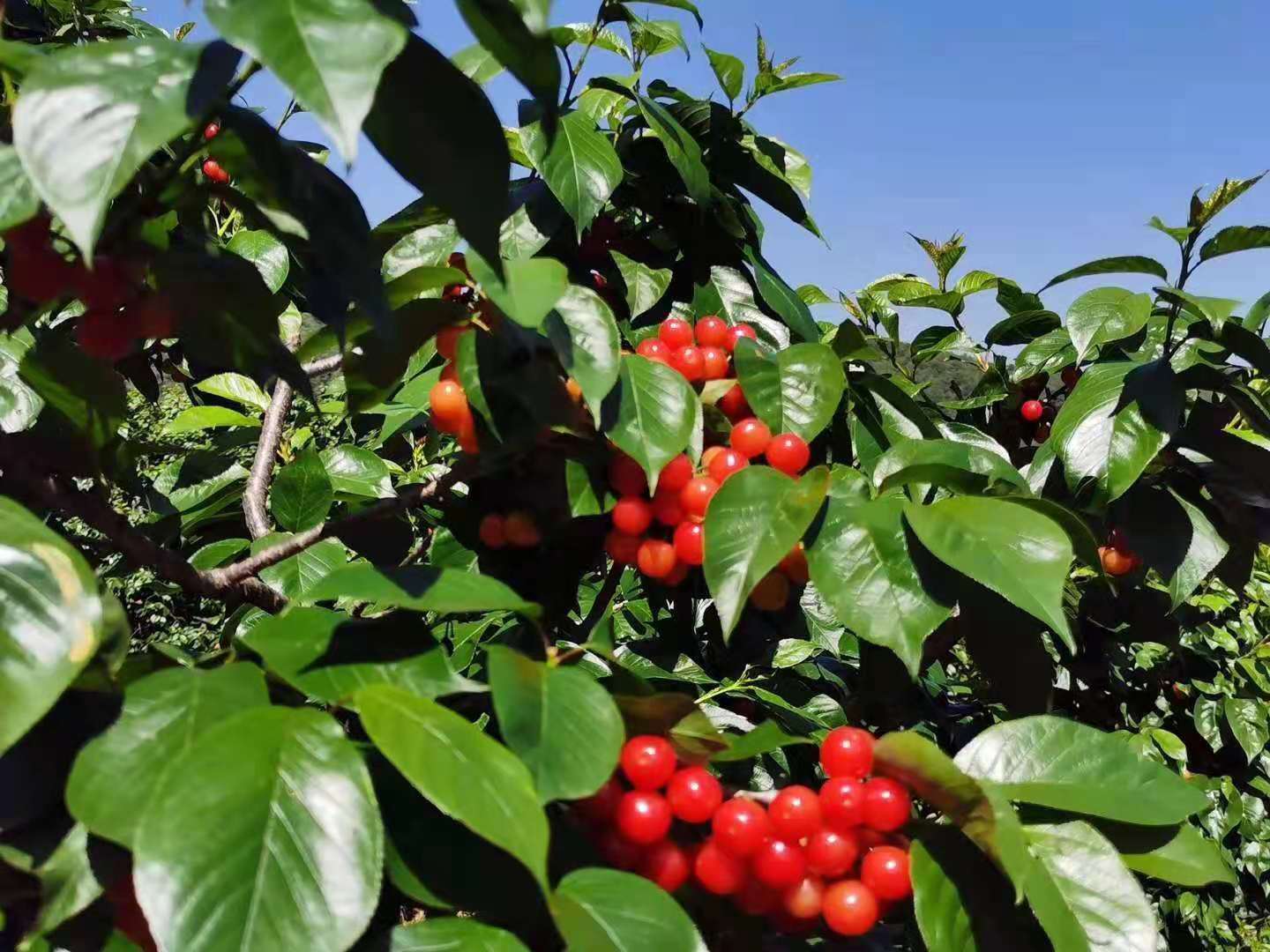 呈贡七甸万亩熟了，等你来游园、采摘    马郎社区供图