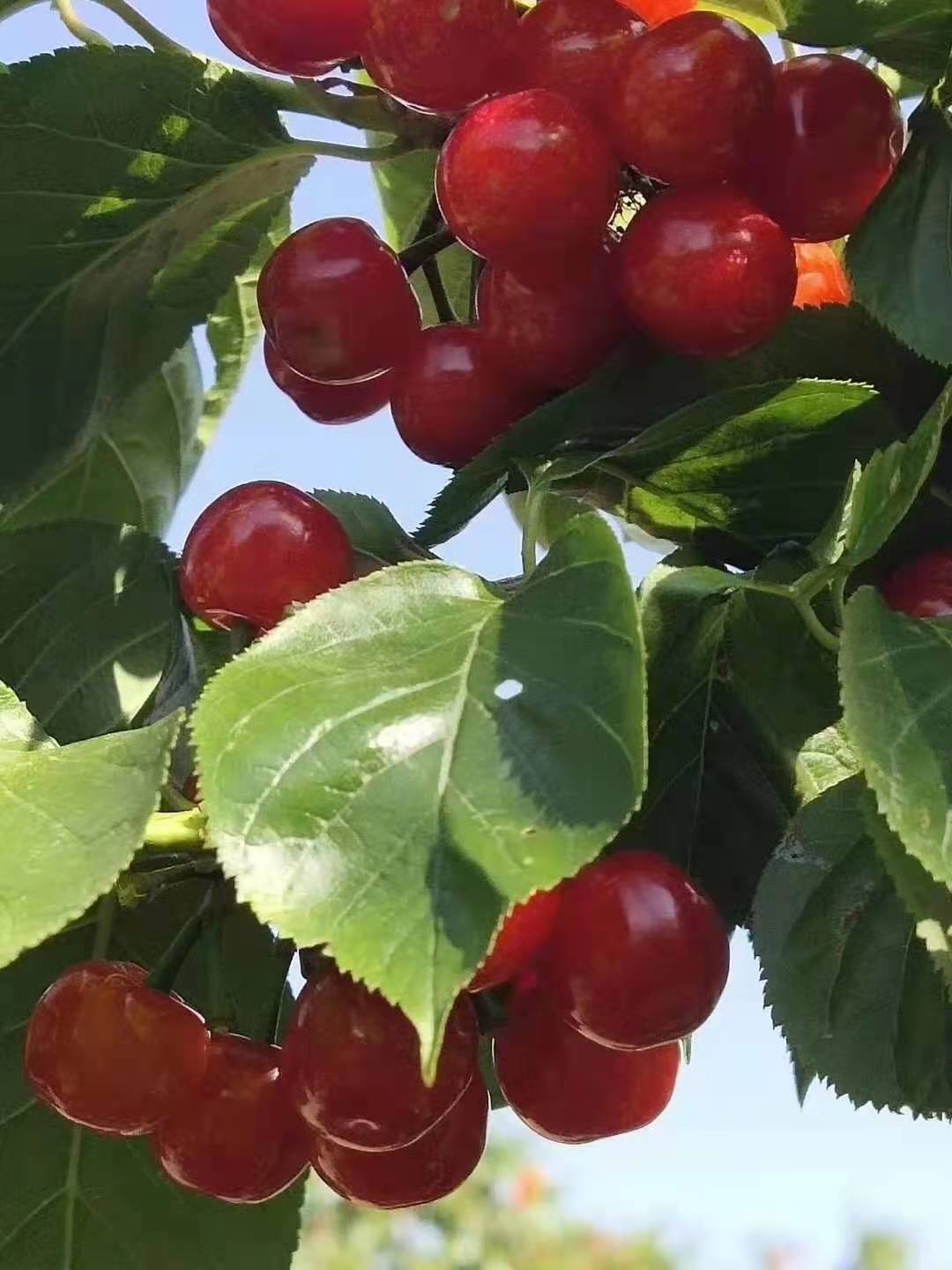 呈贡七甸万亩熟了，等你来游园、采摘    马郎社区供图