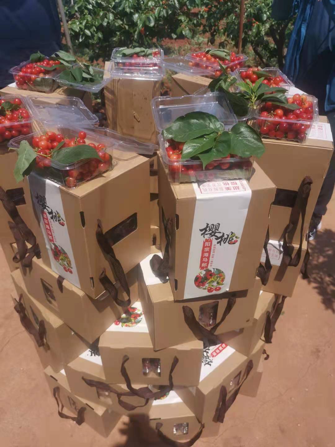 呈贡七甸万亩熟了，等你来游园、采摘    马郎社区供图