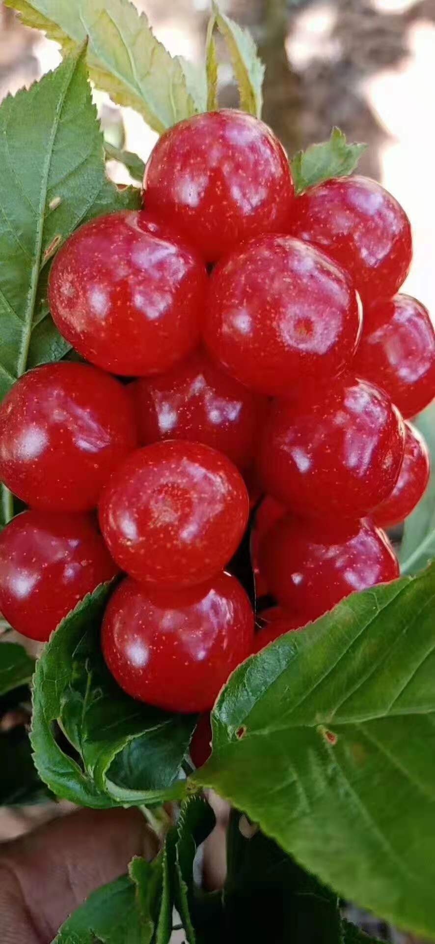 呈贡七甸万亩熟了，等你来游园、采摘    马郎社区供图