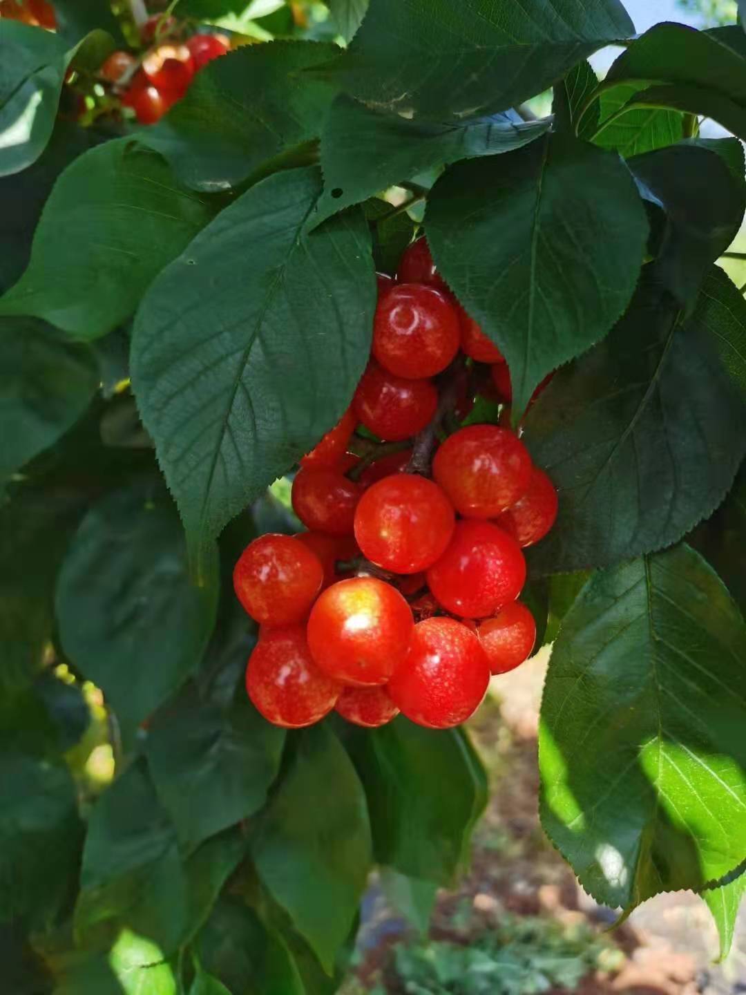 呈贡七甸万亩熟了，等你来游园、采摘    马郎社区供图