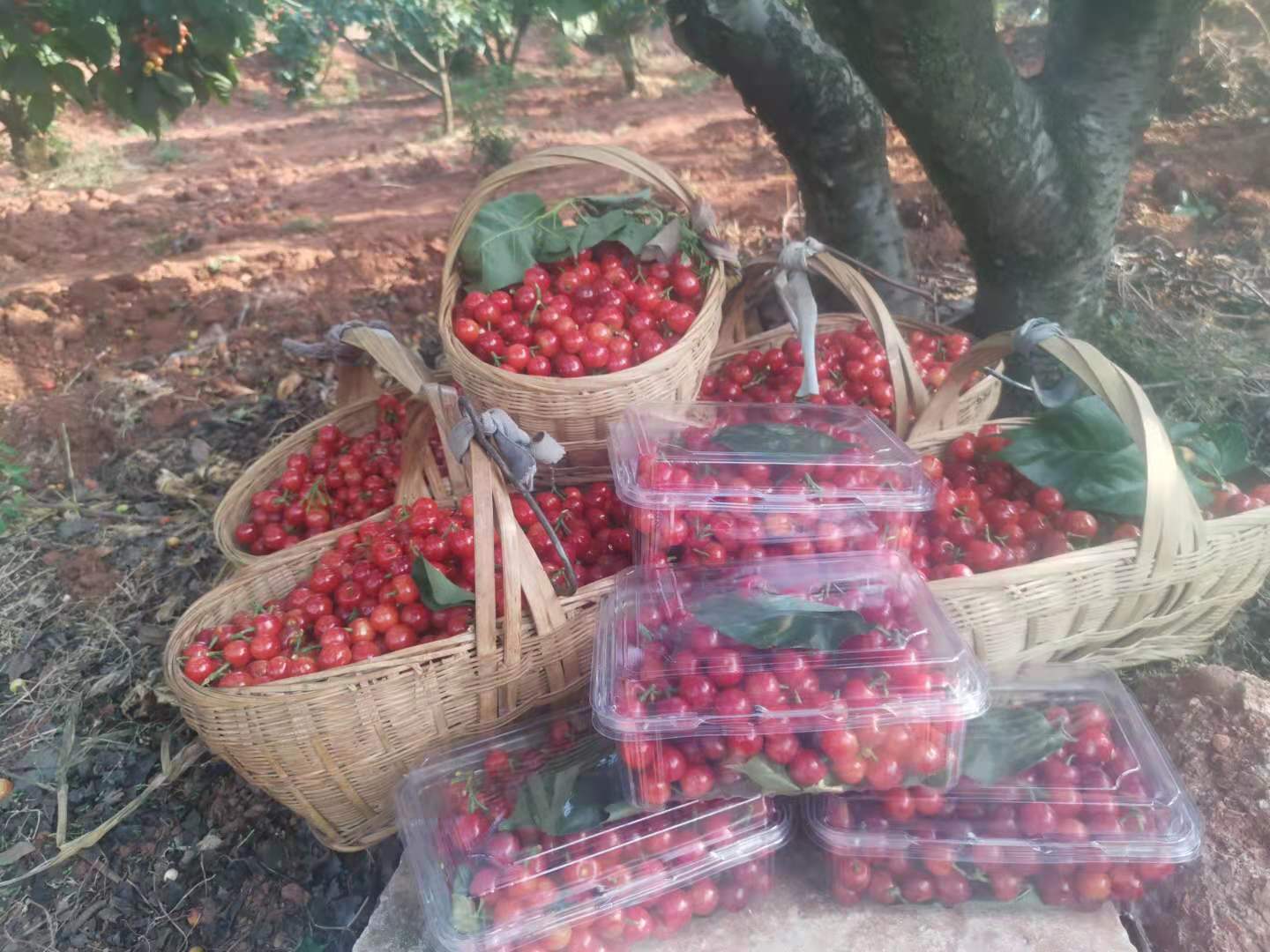 呈贡七甸万亩熟了，等你来游园、采摘    马郎社区供图