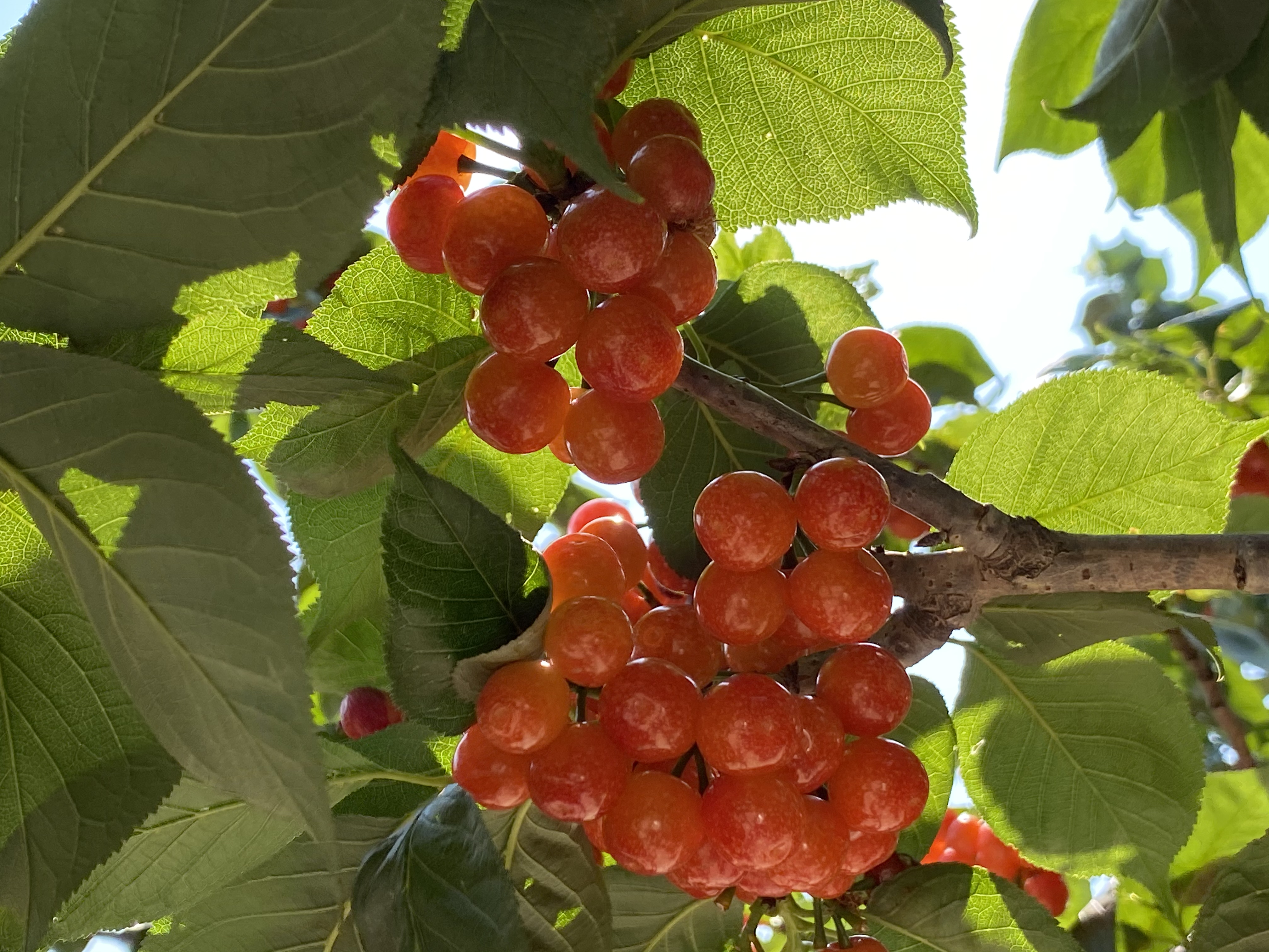 昆明阳宗海七甸11000亩樱桃熟了  （阳宗海融媒体中心供图）
