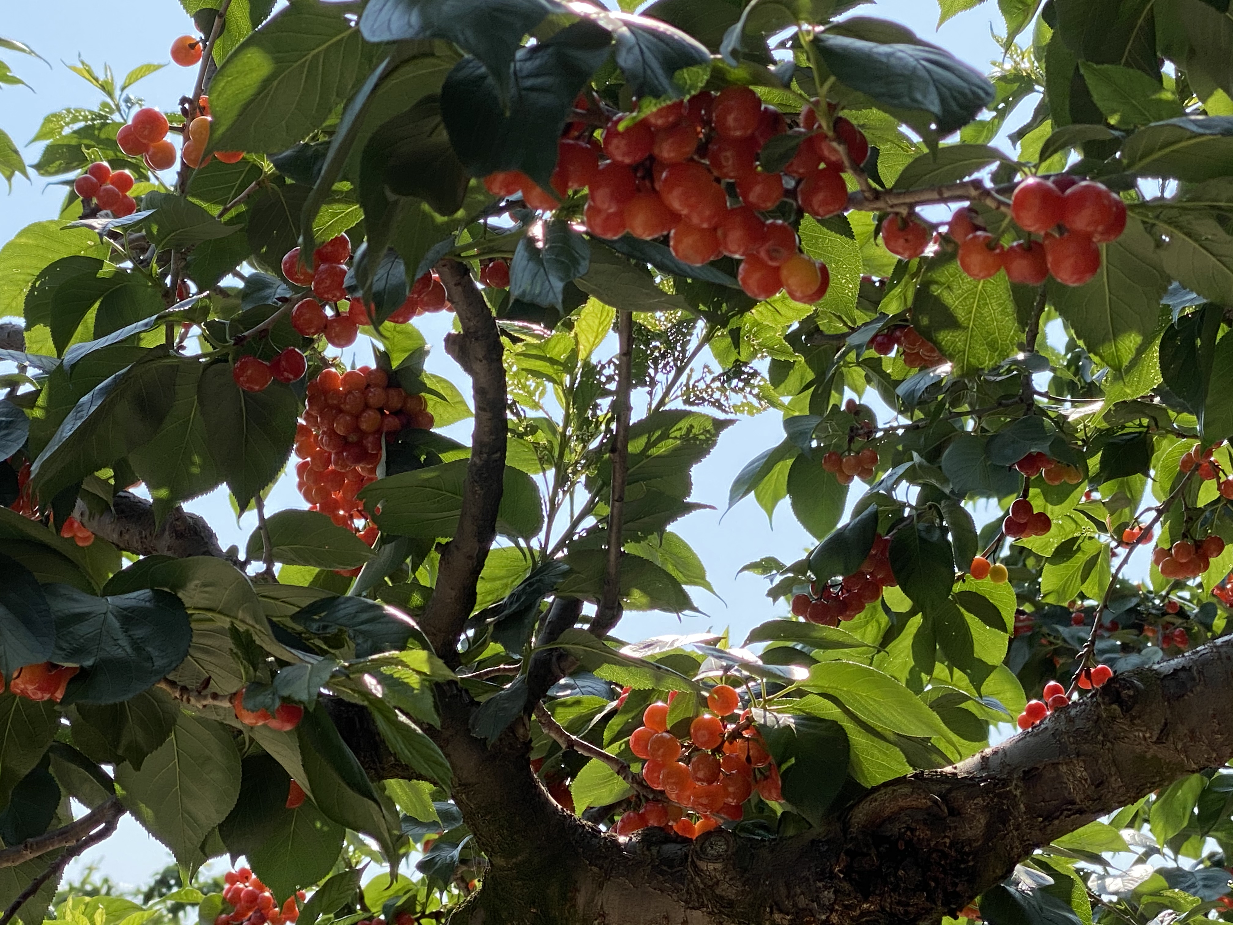 昆明阳宗海七甸11000亩樱桃熟了  （阳宗海融媒体中心供图）